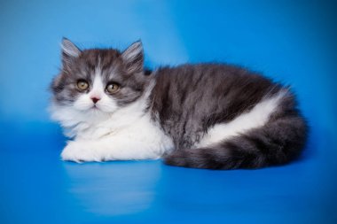 Bir İskoç düz longhair kedi renkli arka plan üzerinde fotoğraf stüdyosu