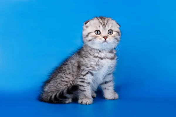 Studio Photography Scottish Fold Shorthair Cat Colored Backgrounds — Stock Photo, Image