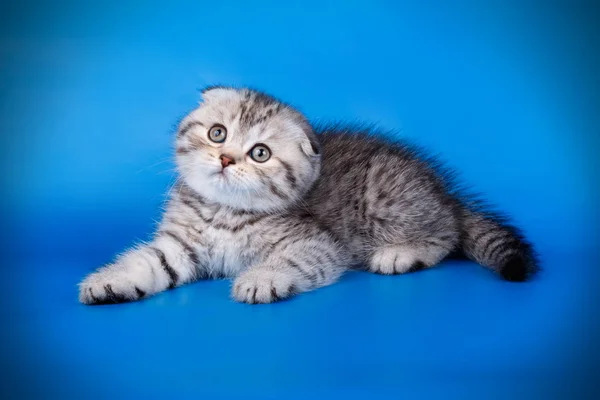 彩色背景的苏格兰折叠短毛猫猫工作室摄影 — 图库照片