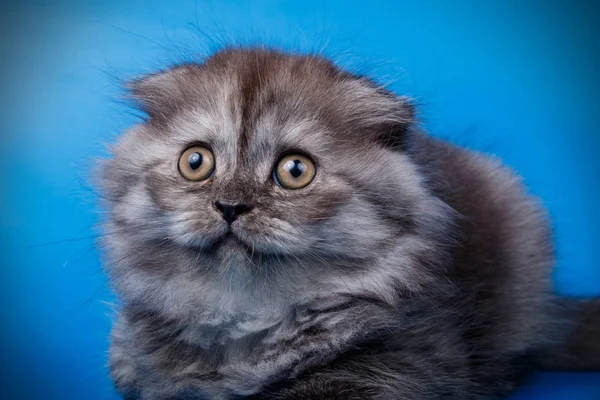 Fotografi Studio Dari Kucing Rambut Panjang Lipatan Skotlandia Dengan Latar — Stok Foto
