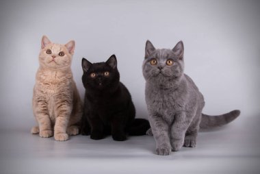 Bir Britanya ile ilgili stenografi kedi renkli arka plan üzerinde fotoğraf stüdyosu