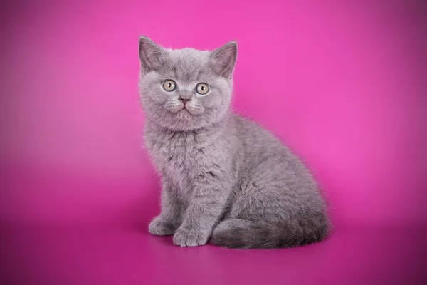 Studio Photography British Shorthair Cat Colored Backgrounds — Stock Photo, Image
