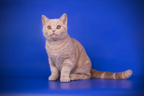 Studiofotografering Engelsk Stenografien Katt Färgad Bakgrund — Stockfoto