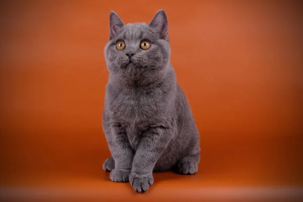 Studio Photography British Shorthair Cat Colored Backgrounds — Stock Photo, Image