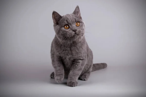 Fotografia Estúdio Gato Britânico Shorthair Fundos Coloridos — Fotografia de Stock