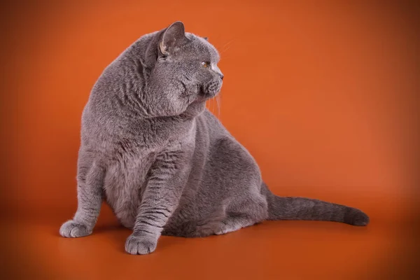 Studio Fotografia Gatto Stenografia Britannico Sfondi Colorati — Foto Stock