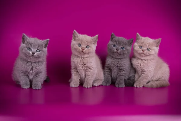 Fotografia Estúdio Gato Britânico Shorthair Fundos Coloridos — Fotografia de Stock