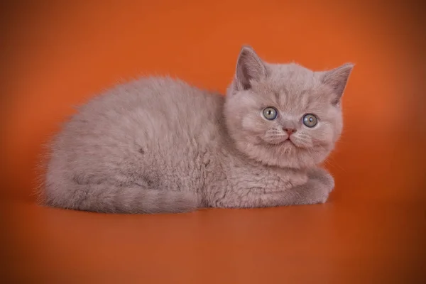 Студийная Фотография Британской Короткометражной Кошки Цветном Фоне — стоковое фото