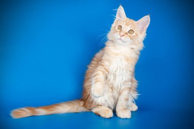 Bir Maine Coon Kedi renkli arka plan üzerinde fotoğraf stüdyosu