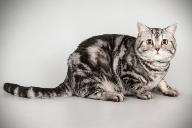 stüdyo fotoğrafçılığı renkli arka plan üzerinde bir İskoç düz stenografi kedi