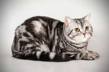 stüdyo fotoğrafçılığı renkli arka plan üzerinde bir İskoç düz stenografi kedi