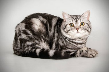 stüdyo fotoğrafçılığı renkli arka plan üzerinde bir İskoç düz stenografi kedi