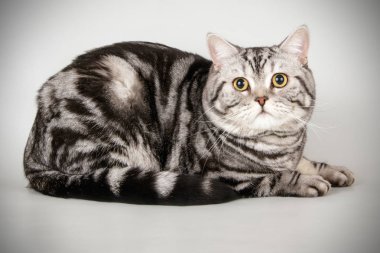 stüdyo fotoğrafçılığı renkli arka plan üzerinde bir İskoç düz stenografi kedi