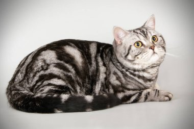 stüdyo fotoğrafçılığı renkli arka plan üzerinde bir İskoç düz stenografi kedi