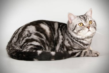 stüdyo fotoğrafçılığı renkli arka plan üzerinde bir İskoç düz stenografi kedi