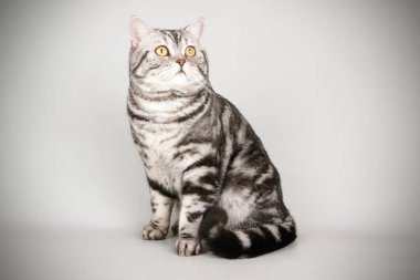 stüdyo fotoğrafçılığı renkli arka plan üzerinde bir İskoç düz stenografi kedi