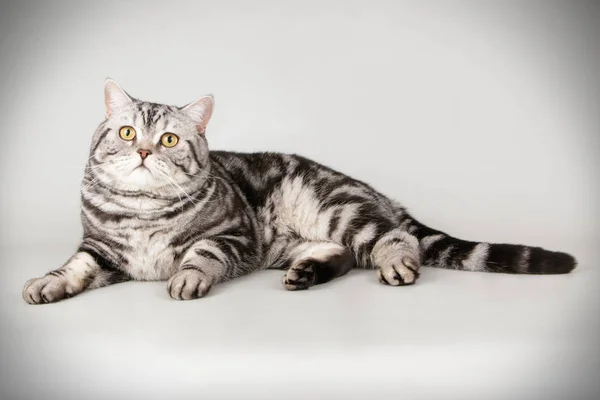 Studioaufnahmen Einer Schottischen Kurzhaarkatze Auf Farbigem Hintergrund — Stockfoto