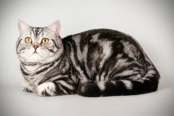 在彩色背景下的苏格兰直短毛猫猫工作室摄影 — 图库照片