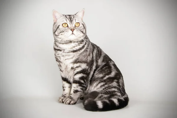 苏格兰直短毛猫猫在有色背景下 — 图库照片