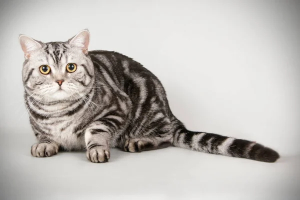 Escocês em linha reta curta gato em fundos coloridos — Fotografia de Stock