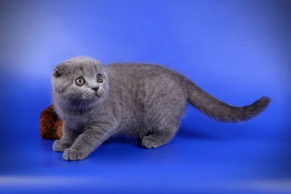 Studiofotografering Scottish Fold Stenografien Katt Färgad Bakgrund — Stockfoto