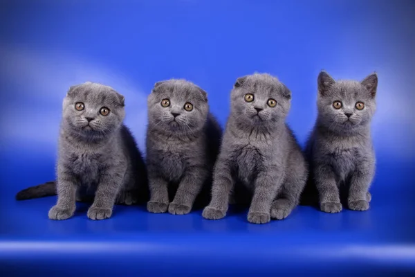 Fotografia Estúdio Gato Escocês Dobra Shorthair Fundos Coloridos — Fotografia de Stock