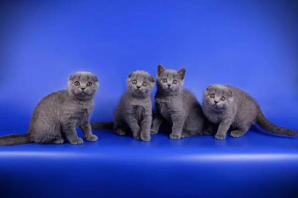 Fotografia Estúdio Gato Escocês Dobra Shorthair Fundos Coloridos — Fotografia de Stock