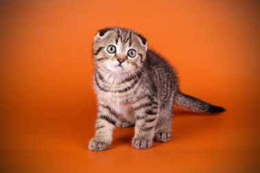 Bir İskoç fold stenografi kedi renkli arka plan üzerinde fotoğraf stüdyosu