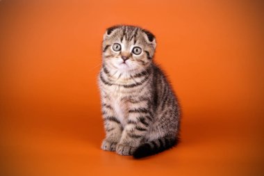 Bir İskoç fold stenografi kedi renkli arka plan üzerinde fotoğraf stüdyosu