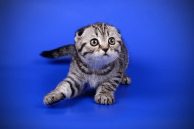 Bir İskoç fold stenografi kedi renkli arka plan üzerinde fotoğraf stüdyosu