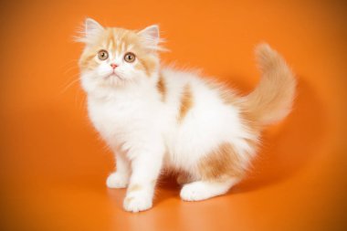 Bir İskoç düz longhair kedi renkli arka plan üzerinde fotoğraf stüdyosu