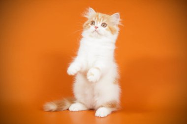 Bir İskoç düz longhair kedi renkli arka plan üzerinde fotoğraf stüdyosu