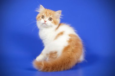 Bir İskoç düz longhair kedi renkli arka plan üzerinde fotoğraf stüdyosu