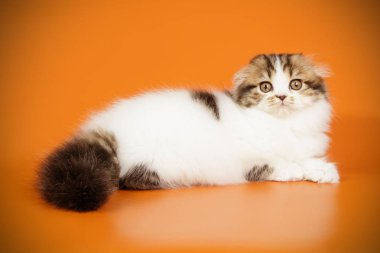 bir İskoç fold longhair kedi renkli arka plan üzerinde fotoğraf stüdyosu
