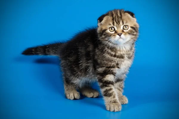 彩色背景的苏格兰折叠短毛猫猫工作室摄影 — 图库照片