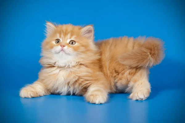 Fotografía Estudio Gato Escocés Pelo Largo Liso Sobre Fondos Color —  Fotos de Stock