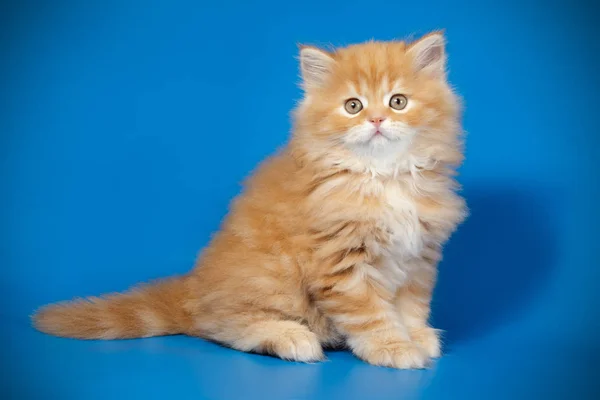 Studio Photography Scottish Straight Longhair Cat Colored Backgrounds — Stock Photo, Image