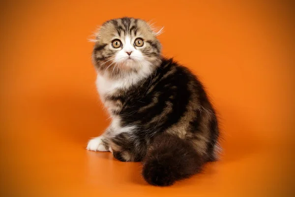 着色された背景のスコティッシュ フォールドの長髪の猫のスタジオ撮影 — ストック写真