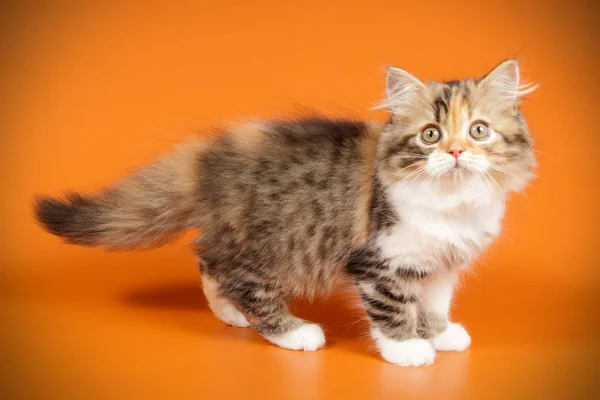 Fotografía Estudio Gato Escocés Pelo Largo Liso Sobre Fondos Color — Foto de Stock