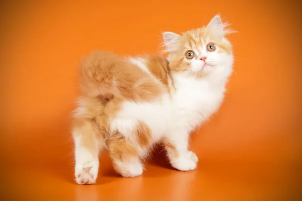 Studio Photography Scottish Straight Longhair Cat Colored Backgrounds — Stock Photo, Image