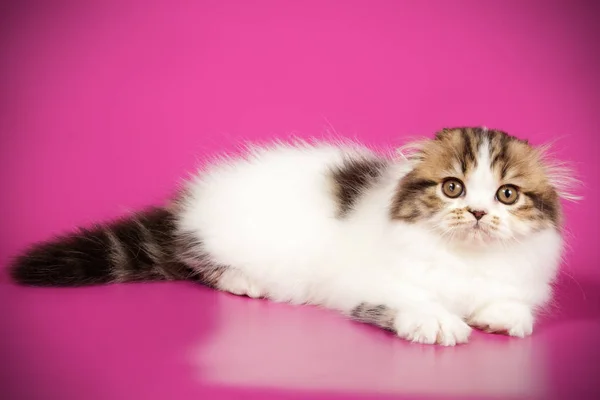 Fotografia Estúdio Gato Escocês Dobra Longhair Fundos Coloridos — Fotografia de Stock