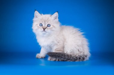 Neva maskeli kedinin renkli bir arka plan üzerinde fotoğraf stüdyosu