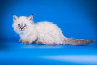 Neva maskeli kedinin renkli bir arka plan üzerinde fotoğraf stüdyosu