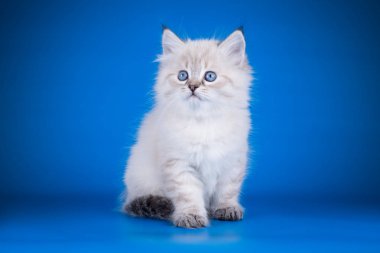 Neva maskeli kedinin renkli bir arka plan üzerinde fotoğraf stüdyosu