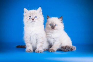 Neva maskeli kedinin renkli bir arka plan üzerinde fotoğraf stüdyosu