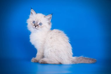 Neva maskeli kedinin renkli bir arka plan üzerinde fotoğraf stüdyosu