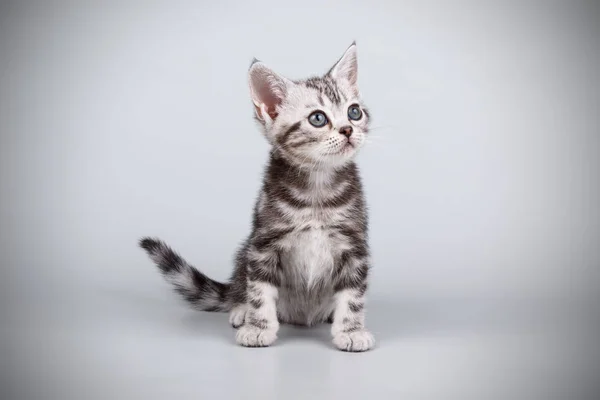 Fotografía Estudio Gato Americano Taquigrafía Sobre Fondos Color — Foto de Stock