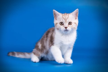 stüdyo fotoğrafçılığı renkli arka plan üzerinde bir İskoç düz stenografi kedi