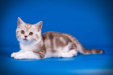 stüdyo fotoğrafçılığı renkli arka plan üzerinde bir İskoç düz stenografi kedi