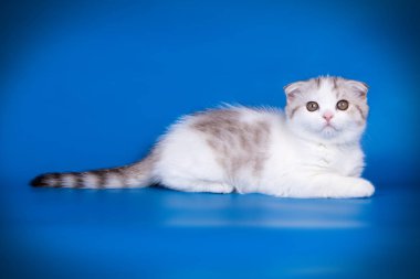 Bir İskoç fold stenografi kedi renkli arka plan üzerinde fotoğraf stüdyosu